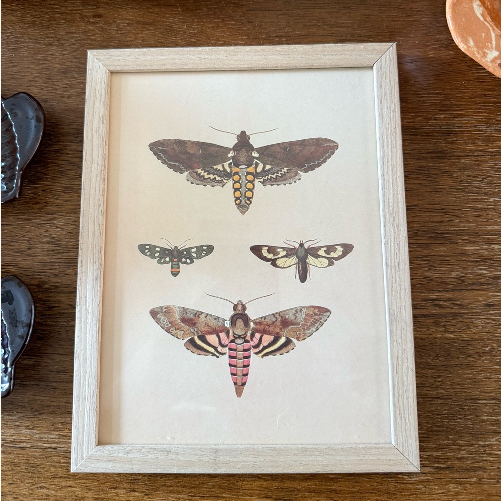 Four Moths Mini Reproduction Print in Collab with Dybdahl Co